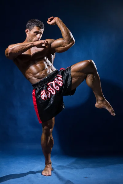 Boxer tailandês em pleno crescimento em um rack em um fundo azul — Fotografia de Stock