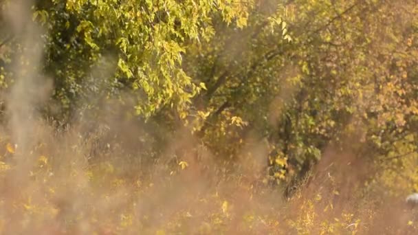 Ősszel. Sárga levelek lehullanak a fák. — Stock videók