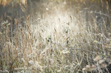 Güneş tarafından aydınlatılmış çayır. ot iyi frost ile kaplı.