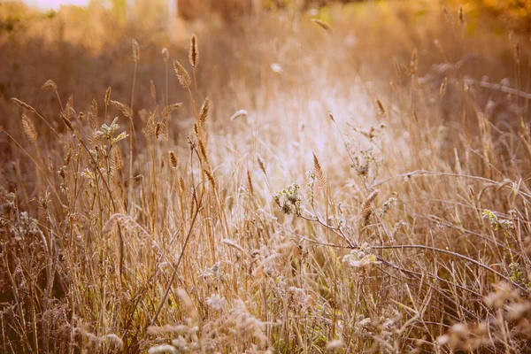 Prairie d'automne éclairée par la lumière du soleil . — Photo