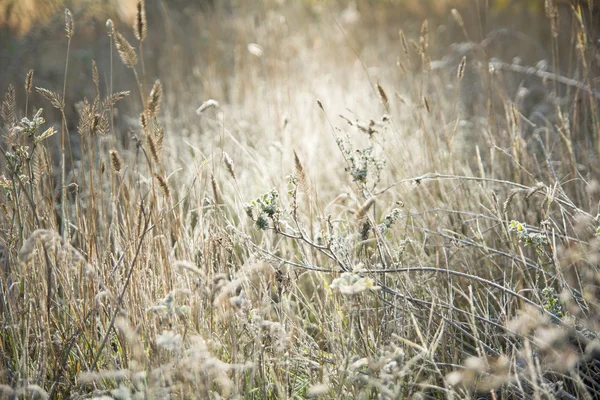 Prairie éclairée par la lumière du soleil. Herbe couverte de givre fin . — Photo