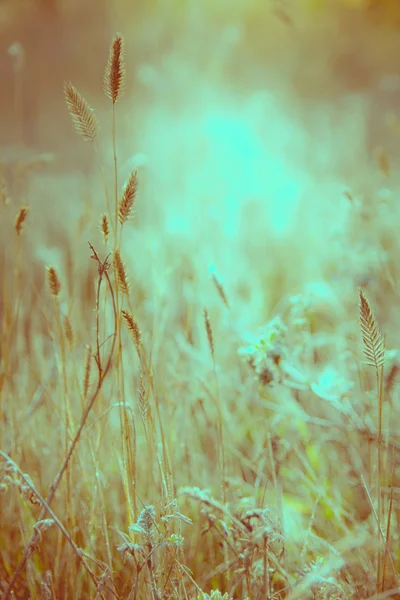 Prairie éclairée douce lumière du soleil . — Photo