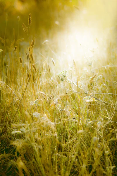 Prairie éclairée par la lumière du soleil. Herbe couverte de givre fin . — Photo