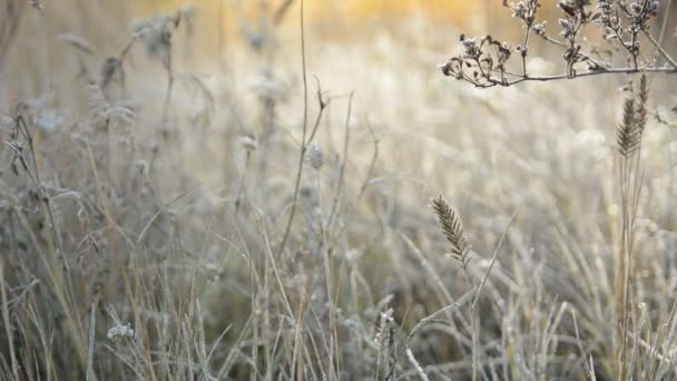 Froid sur l'herbe le matin 