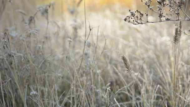 Hoarfrost sull'erba al mattino — Video Stock