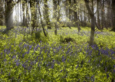 BlueBell wood adlı Vilsın