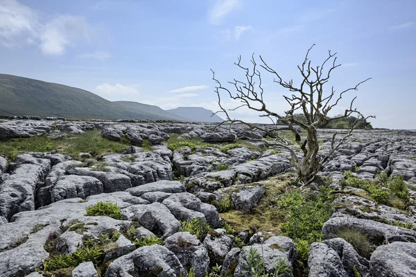 Ingleborough from limestone pavement — Stock Photo, Image