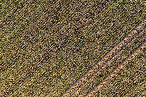 Top View Farmers Field Newly Growing Crop Appearing — Stock Photo, Image