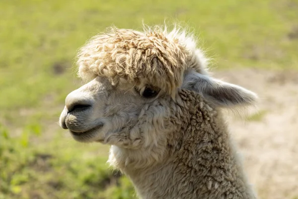 Close Alpaca Branca Que Parece Estar Sorrindo Para Câmera — Fotografia de Stock