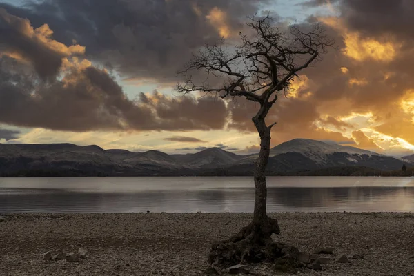 Lone Tree Milarrochy Bay Loch Lomond Simulated Sunset — Stock Photo, Image