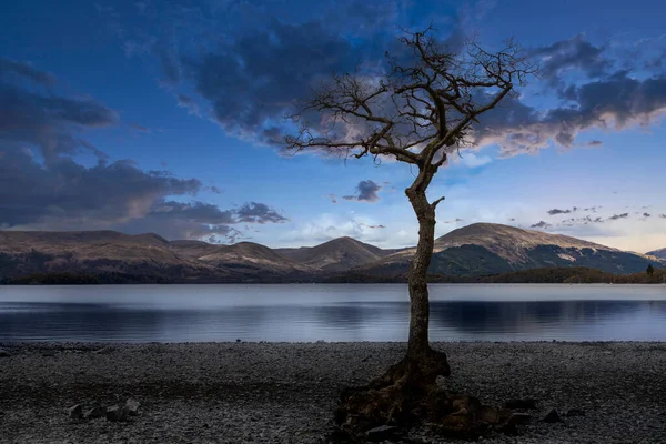 Lone Tree Milarrochy Bay Loch Lomond Simulated Blue Hour — Stock Photo, Image