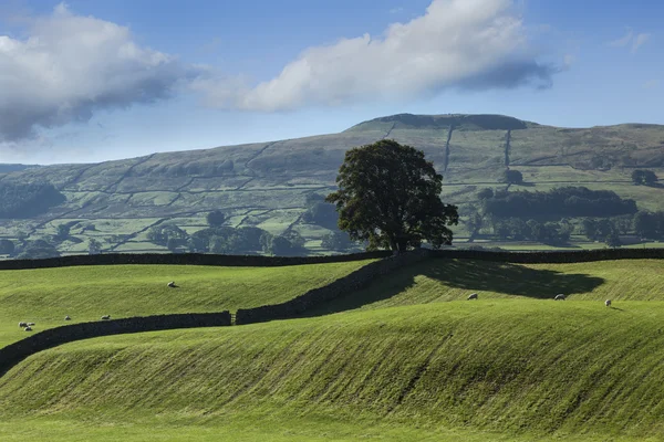 Lone tree, Wensleydale — Stock Fotó