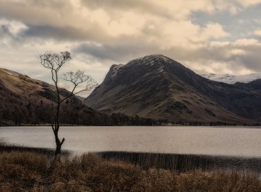Ağaç, Buttermere
