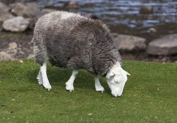 Herdwick grazing — Stock Photo, Image