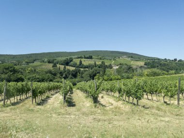 Toskana 'nın Chianti bölgesindeki üzüm bağında güneşli bir yaz günü hiç kimse