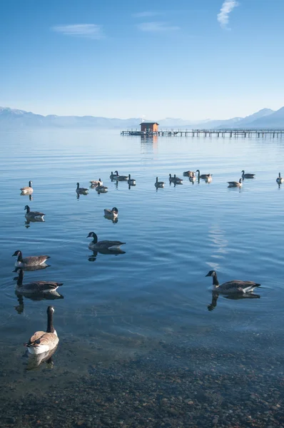 Formation de canard — Photo