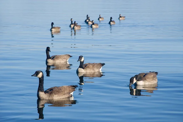 Duck Formation — Stock Photo, Image