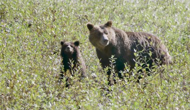 yavrusu olan anne boz ayı