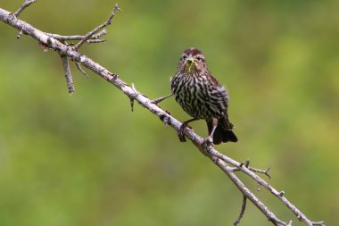 kırmızı kanatlı karatavuk