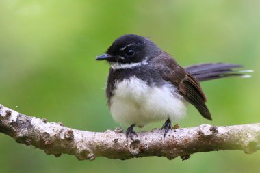Beyaz boğazlı tarihimin