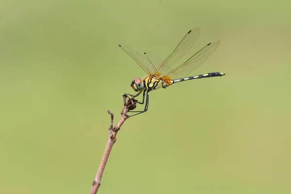 Schöne Libelle, aufgenommen in Thailand — Stockfoto