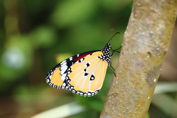 Kleurrijke prachtige vlinder — Stockfoto