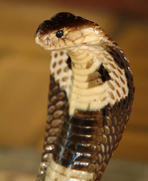 Cobra närbild tagit i Thailand — Stockfoto