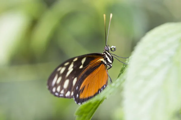 Farfalla presa in un giardino di farfalle — Foto Stock