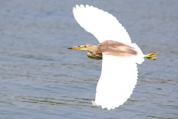 Heron in flight — Stock Photo, Image