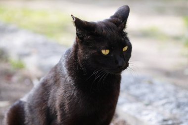 Sokakta çömelmiş sokak kedisi parkta