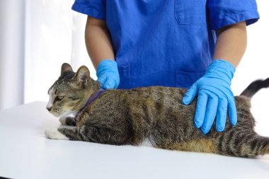 Veteriner kliniğinin muayene masasındaki kedi. Veteriner bakımı. Veteriner doktor ve kedi.