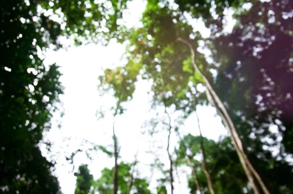 Güzel Doğa Ile Bulanık Yeşil Ağaç Arka Planı Kopyalama Alanı — Stok fotoğraf