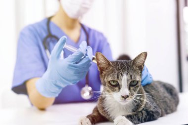Veteriner kliniğinin muayene masasındaki kedi. Veteriner bakımı. Veteriner doktor ve kedi.