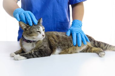 Veteriner kliniğinin muayene masasındaki kedi. Veteriner bakımı. Veteriner doktor ve kedi.
