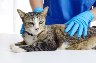Veteriner kliniğinin muayene masasındaki kedi. Veteriner bakımı. Veteriner doktor ve kedi.