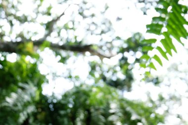 Bokeh Ormanı 'nın arka plan bulanıklığı. bahçe ve güneş ışığına sahip park, perspektifli arka plan için kullan