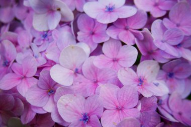 Hortensiya çiçeğine yakın plan, Hydrangea makrophylla çiçeği arka plan