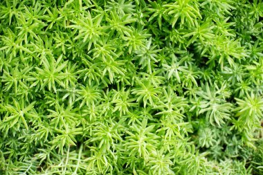 Arkaplan için güzel doğa çimi