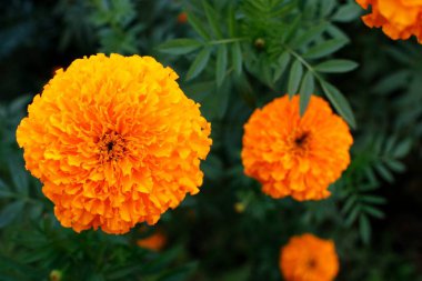 Bahçedeki güzel Marigold çiçeğine yaklaş