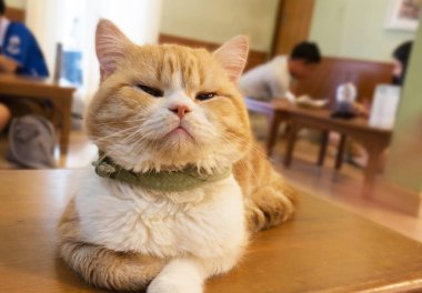 Uyuyan beyaz kedi mükemmel bir rüya. Kedi yumurtluyor 