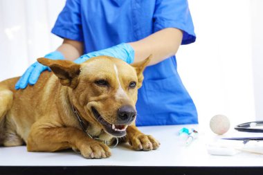 Veteriner kliniğinin muayene masasındaki köpek. Veteriner bakımı. Veteriner ve Köpek.