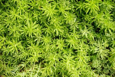 Arkaplan için güzel doğa çimi