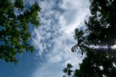 Doğanın mavi gökyüzü arka planına sahip dal ağacı.