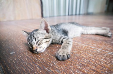 Tembel sokak kedisi. Sevimli, komik yüzlü, tahta zeminde yatan kedi. 