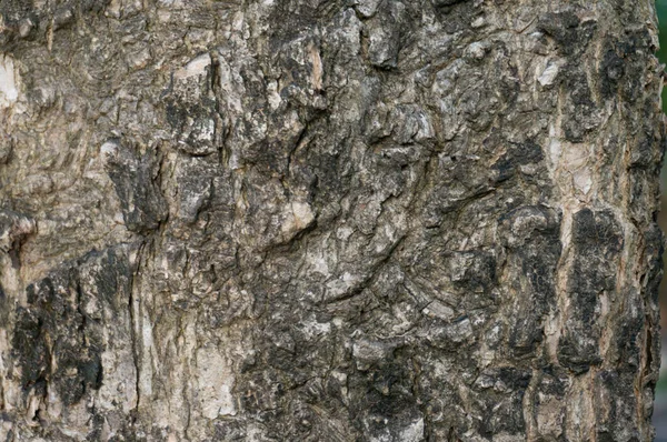 Vecchio Legno Naturale Squallido Albero Corteccia Texture Uso Come Sfondo — Foto Stock