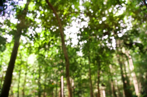 Suddig Vacker Natur Grönt Träd Skog Bakgrund — Stockfoto