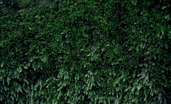 Textura Fondo Liquen Musgo Verde Hermosa Naturaleza Con Espacio Copia — Foto de Stock