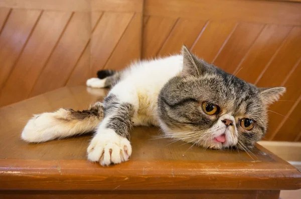 タイの真剣な面白い顔をした木製のテーブルの上に横たわる怠惰なタビー猫 — ストック写真