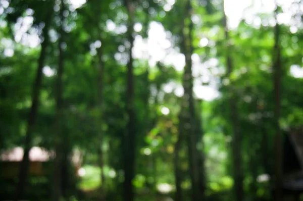 美しい自然が育んだ緑の森背景 — ストック写真