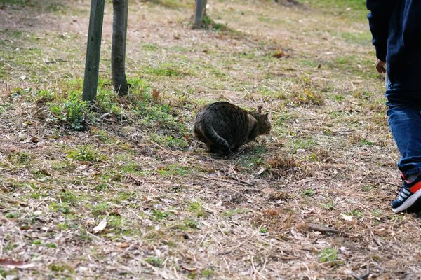 公園の脇道に猫がうずくまっていて — ストック写真